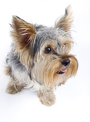Image showing closeup picture of a curious Yorkshire terrier over white