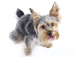 Image showing picture of a curious Yorkshire terrier over white