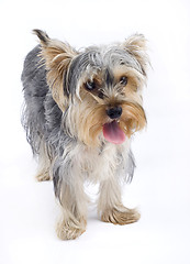 Image showing picture of a Yorkshire terrier puppy over white