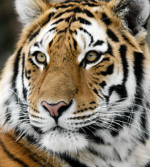 Image showing Tiger