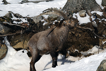 Image showing Alpine Ibex