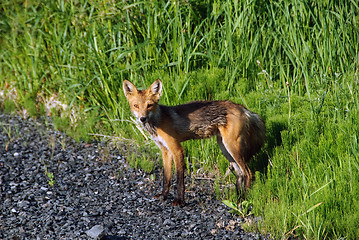 Image showing Red Fox