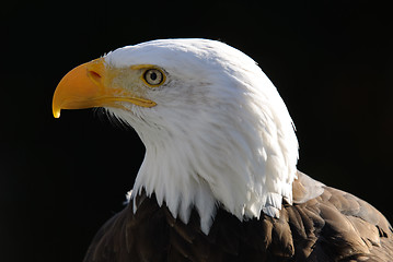 Image showing Bald Eagle