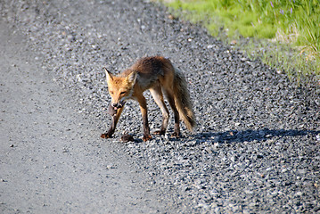 Image showing Red fox