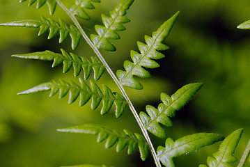 Image showing Fern