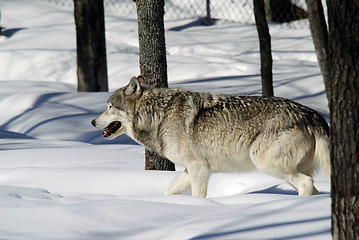 Image showing Gray Wolf