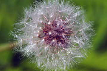 Image showing Dandelion