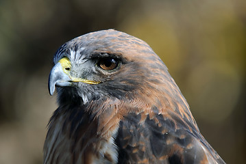 Image showing Red-tailed Hawk