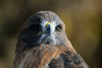 Image showing Red-tailed Hawk