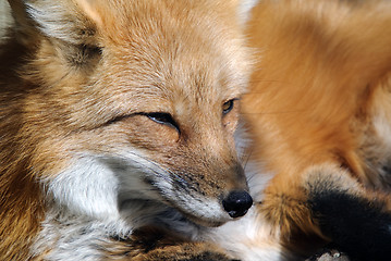 Image showing Red Fox Portrait