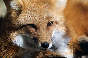 Image showing Red Fox Portrait