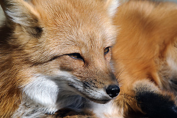 Image showing Red Fox Portrait