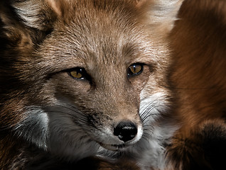 Image showing Red Fox Portrait