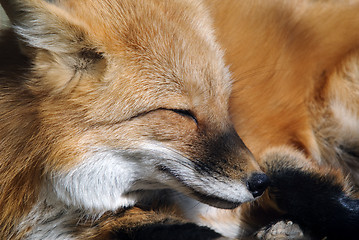 Image showing Red Fox Portrait