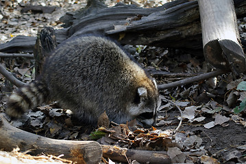 Image showing Raccoon