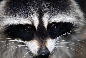 Image showing Raccoon