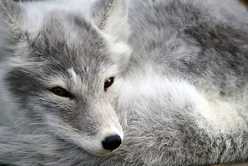 Image showing Arctic Fox