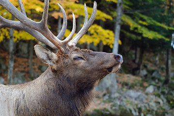 Image showing Wapiti