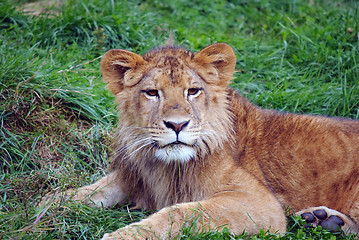 Image showing Young male lion