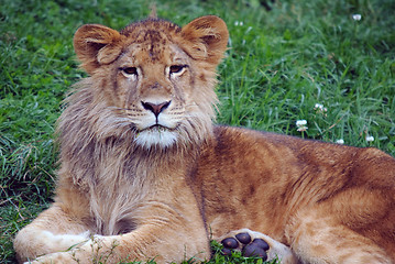 Image showing Young male lion