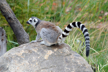 Image showing Ring-tailed Lemur