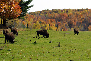 Image showing Bison herd