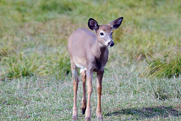 Image showing Whitetail deer