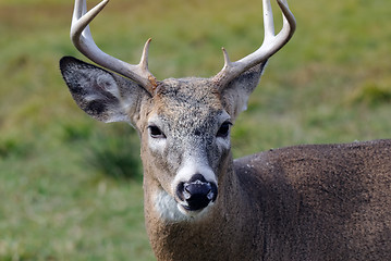 Image showing Whitetail deer