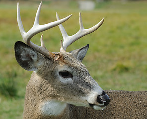 Image showing Whitetail deer