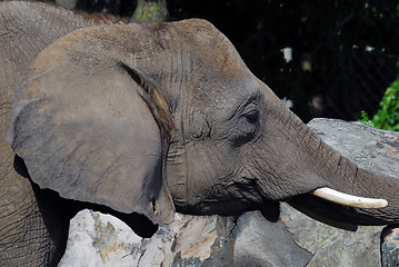 Image showing Elephant