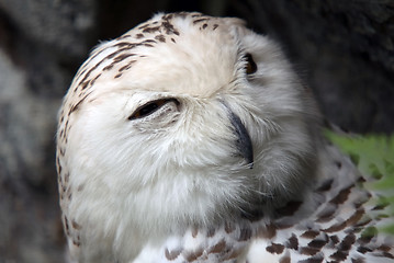 Image showing Snowy Owl