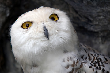 Image showing Snowy Owl