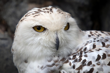 Image showing Snowy Owl