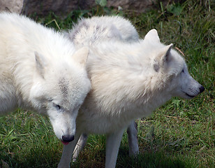 Image showing Arctic Wolf