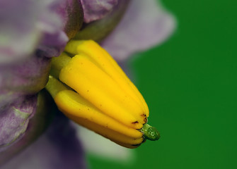 Image showing Potato plant flower