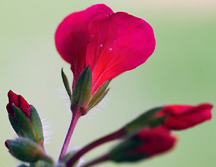 Image showing Red flowers