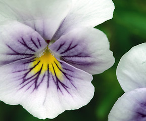 Image showing Viola tricolor