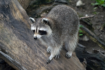 Image showing Raccoon