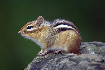 Image showing Eastern Chipmunk