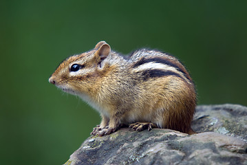 Image showing Eastern Chipmunk