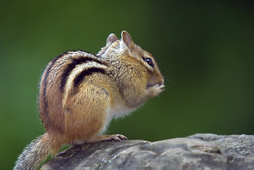 Image showing Eastern Chipmunk