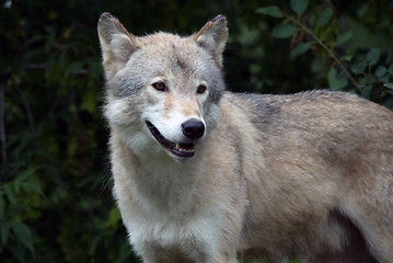 Image showing Gray Wolf