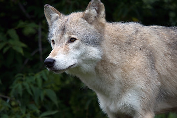 Image showing Gray Wolf