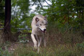 Image showing Gray Wolf