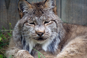 Image showing Lynx