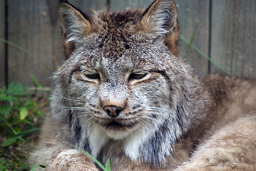 Image showing Lynx