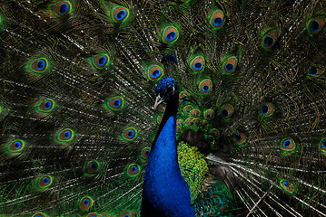 Image showing Indian Peafowl