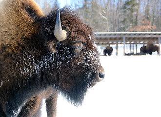 Image showing Bison