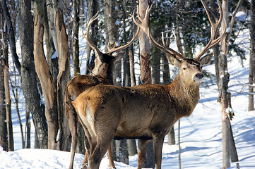 Image showing Elk