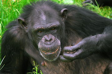 Image showing Common Chimpanzee